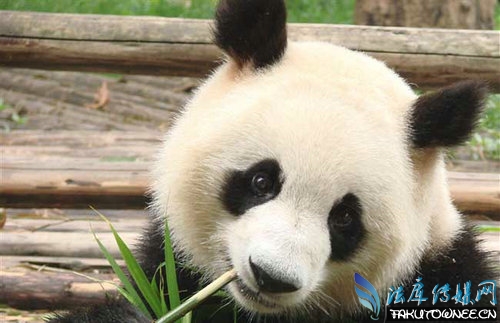 大熊猫不再是濒危动物了吗?