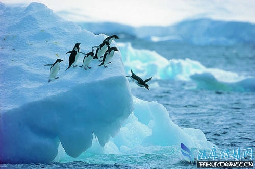 南极为什么比北极冷南极除了企鹅还有其他什么生物