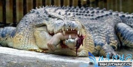 泰国女子被鳄鱼分尸,鳄鱼能一下咬断人的手吗?